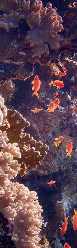 Tauchreisen Seychellen